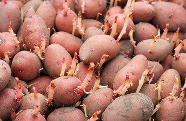 Sprouted red potatoes