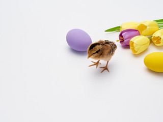 Colorful Easter eggs and chicks.