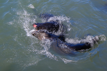 Obraz premium Sea lions entertaining tourists by playing and posing for photos at the fishing dock and harbor, Punta Del Este, Uruguay