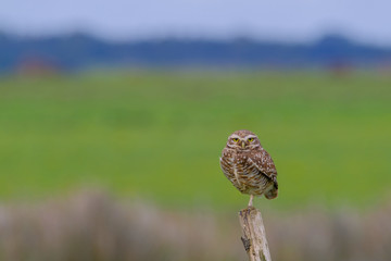 Beautiful Burrowing Owl with yellow eyes, Athene Cunicularia, standing on a pole, Uruguay, South America