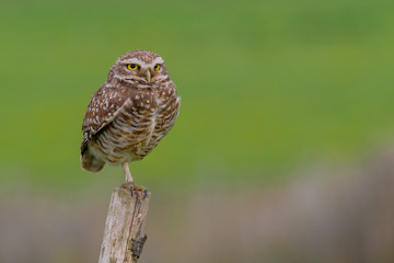 Beautiful Burrowing Owl with yellow eyes, Athene Cunicularia, standing on a pole, Uruguay, South America