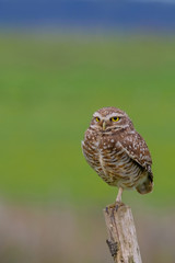 Beautiful Burrowing Owl with yellow eyes, Athene Cunicularia, standing on a pole, Uruguay, South America