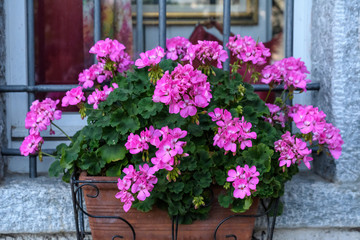 Fototapeta na wymiar Group of vivid pink Pelargonium flowers, known as geraniums or storksbills and fresh green leaves in small pots in front of an old timber house in a sunny spring day, multicolor natural texture