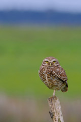 Beautiful Burrowing Owl with yellow eyes, Athene Cunicularia, standing on a pole, Uruguay, South America