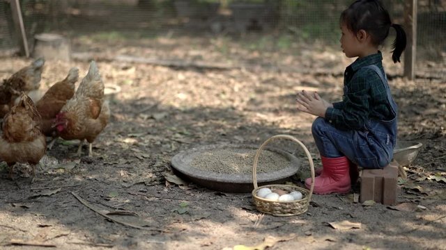 Little asian girl feeding hen happily and enjoy in the chicken farm. First learning of little children. Real life and Handheld shot