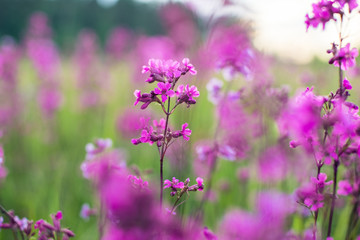 Purple Flowers Viscaria Vulgaris On Meadow Close Up.