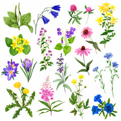 Watercolor field flowers set, wild herbs and plants - obrazy, fototapety, plakaty