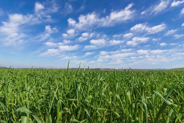 Green agricultural field against the blue sky with clouds