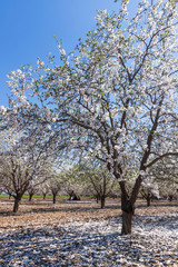 Fototapeta premium Rows of Almond blossom trees in orchard against a blue sky