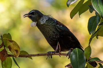 View of New Zealand tui bird (Prosthemadera novaeseelandiae) perched in tree branch