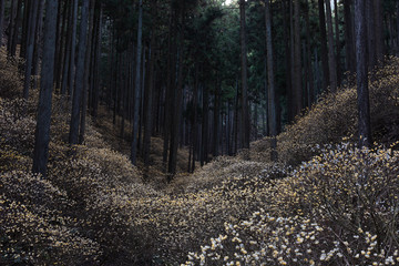 茂木町焼森山　ミツマタ群生地