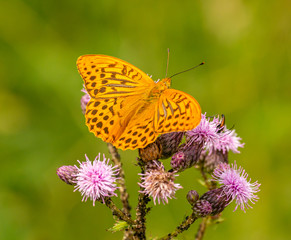 orange brown butterfly silver-washed fritillary (Argynnis paphia) sitting on thistle blossoms