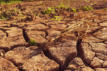 Dry cracked earth background in arid season. Many Province of North East in Thailand the ground dry. Brown cracked soil in the summer When water in Mekong, canal, brook, reservoir, dry up. Dryness.