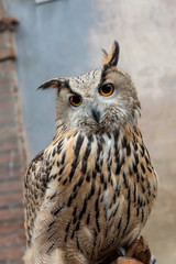 Eagle owl closeup
