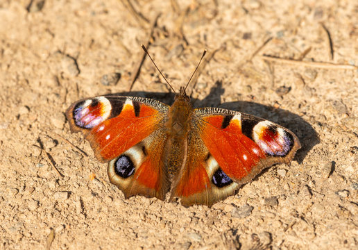 peacock butterfly (Aglais io) sitting opened on the ground