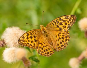 Obraz premium orange brown butterfly silver-washed fritillary (Argynnis paphia) sitting on thistle blossoms