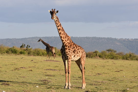 Giraffe in Maasai Mara, Kenya