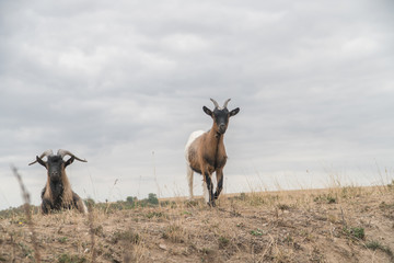 Fototapeta premium Goats Climbing Over A Hill