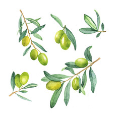 Set of green olive branch with berries and leaves isolated on white background. Hand drawn watercolor illustration.