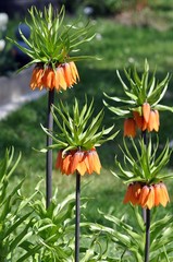 Kaiserkrone im Garten