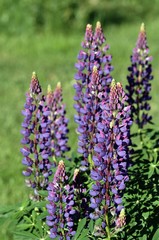 Fototapeta premium Lupinen