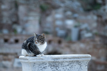 a sleepy formidable tabby is sit on rock pole with warm weather and sunshine day.