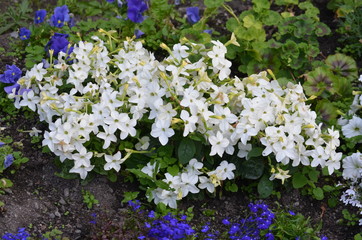 Many delicate white flowers of Nicotiana alata plant, commonly known as jasmine tobacco, sweet tobacco, winged tobacco, tanbaku or Persian tobacco, in a garden in a sunny summer day