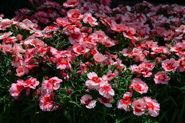 Close up of small vivid pink flowers of Dianthus carthusianorum plant, commonly known as Carthusian pink in a British cottage style garden in a sunny summer day, beautiful outdoor floral background