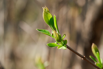 spring buds on trees, blooming and young leaves, bright spring landscape, beautiful background