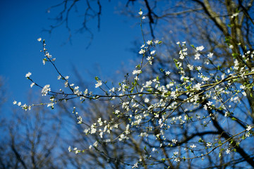 Spring seasons specific blooming tree