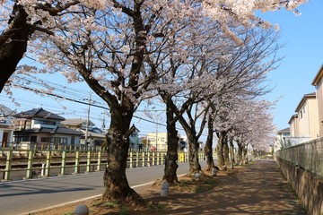 さくら　春　線路　杤木　風景