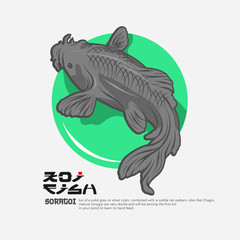 A kind of variety koi fish vector illustration. Good for decoration or any oriental design element.
