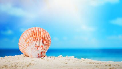 Close up seashell on sand beach and blurred beach background summer time concept.