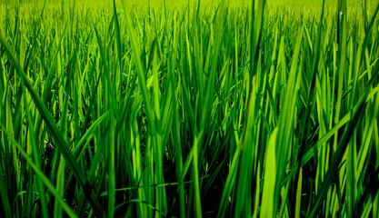 Green background with grass. Water drops on the green grass. Drop of dew in morning on a leaf. Banner, header for web design.