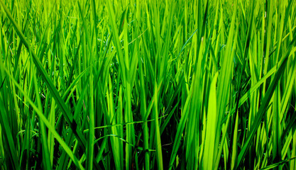 Green background with grass. Water drops on the green grass. Drop of dew in morning on a leaf. Banner, header for web design.