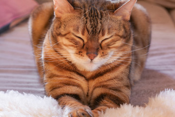 Bengal cat is screwing eyes and lying