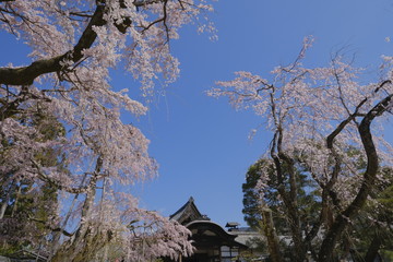 京都 伏見の醍醐寺