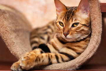 Bengal cat is lying