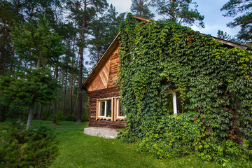 Overgrown cabin in the forest
