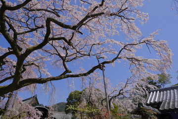 京都 伏見の醍醐寺