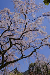 京都 伏見の醍醐寺