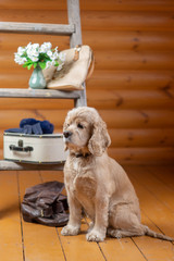 american cocker spaniel Oscar