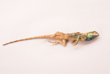 chameleon or  Gingka has a green neck Dead on white background
