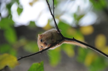Hazel dormouse or common dormouse (Muscardinus avellanarius) on the branch of tree in forest