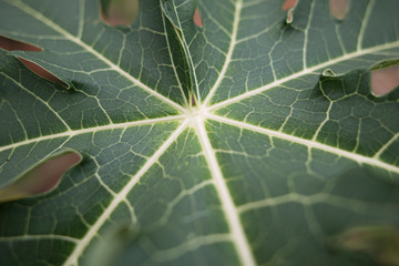 green leaf with water drops