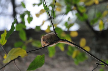 Hazel dormouse or common dormouse (Muscardinus avellanarius) on the branch of tree in forest