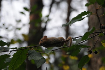 Hazel dormouse or common dormouse (Muscardinus avellanarius) on the branch of tree in forest