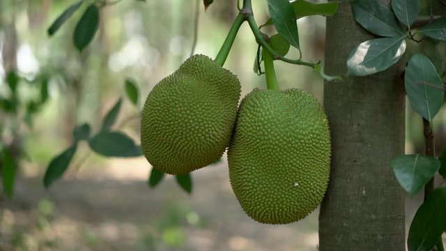 Jackfruit on the tree, jackfruit is a tropical fruit.