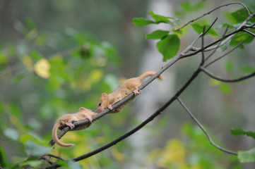 Hazel dormouse or common dormouse (Muscardinus avellanarius) on the branch of tree in forest