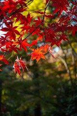 紅葉
